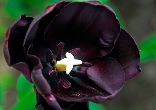 Tulp queen of night 7 bollen - afbeelding 3