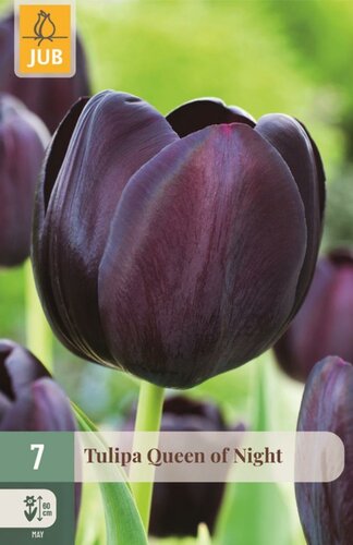 Tulp queen of night 7 bollen - afbeelding 1