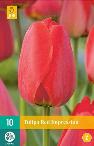 Tulp Red Impression 10 bollen