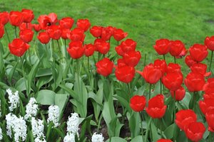 TULIPA RED IMPRESSION