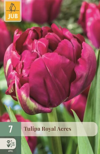 Tulp royal acres 7 bollen - afbeelding 1