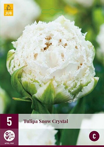 Tulp Snow Crystal 5 bollen