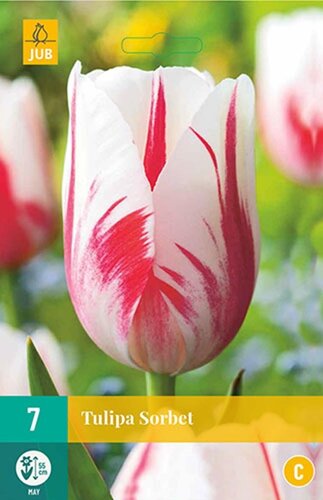 Tulp Sorbet 7 bollen - afbeelding 1