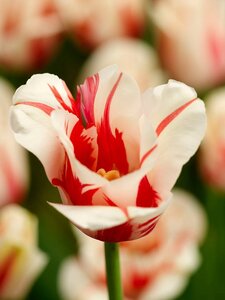 Tulp Sorbet 7 bollen - afbeelding 3