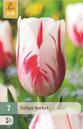 Tulp Sorbet 7 bollen - afbeelding 1
