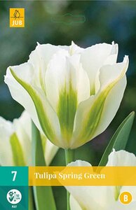 Tulp spring green 7 bollen - afbeelding 1