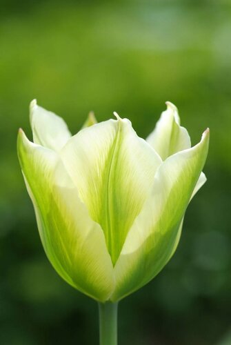 Tulp spring green 7 bollen - afbeelding 3