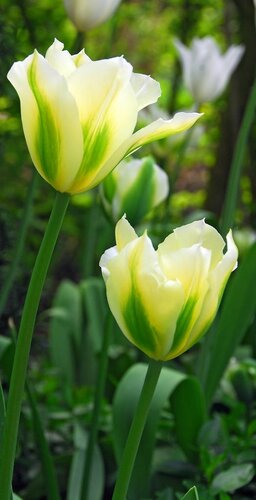 Tulp spring green 7 bollen - afbeelding 2