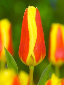 Tulp Stresa 7 bollen - afbeelding 2