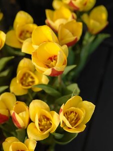 Tulp Stresa 7 bollen - afbeelding 3