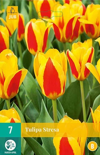 Tulp Stresa 7 bollen - afbeelding 1