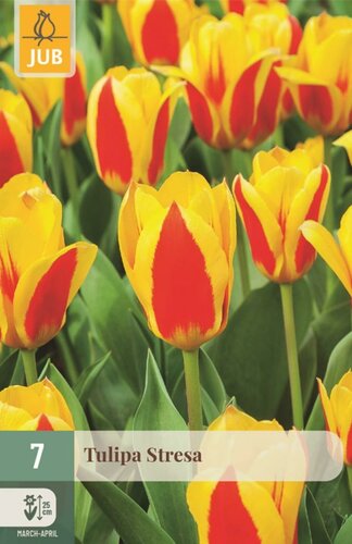 Tulp Stresa 7 bollen - afbeelding 1