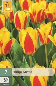 Tulp Stresa 7 bollen