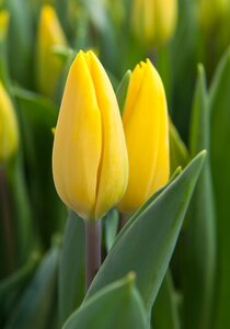 Tulp strong gold 7 bollen - afbeelding 2