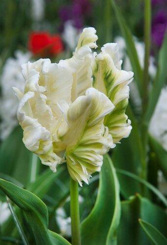 Tulp super parrot 7 bollen - afbeelding 2