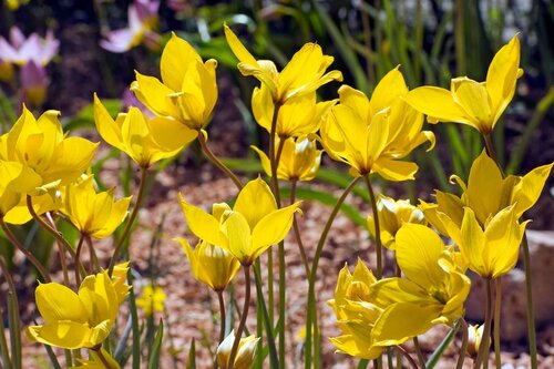 Tulp Sylvestris 7 bollen - afbeelding 2