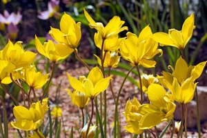 Tulp Sylvestris 7 bollen - afbeelding 2