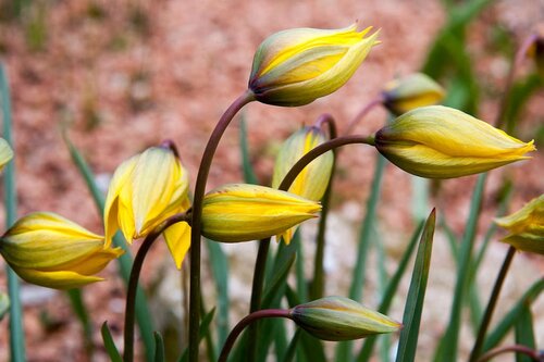 Tulp Sylvestris 7 bollen - afbeelding 3
