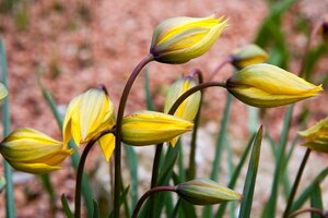 Tulp Sylvestris 7 bollen - afbeelding 3