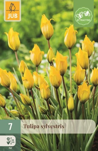 Tulp Sylvestris 7 bollen - afbeelding 1