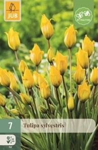 Tulp Sylvestris 7 bollen