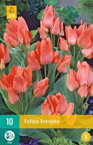 Tulp Toronto 10 bollen - afbeelding 1