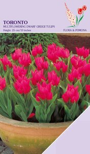 Tulp Toronto 12 bollen - afbeelding 2