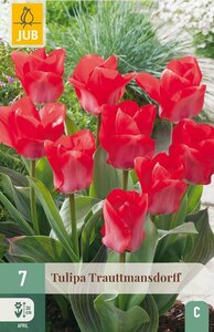 Tulp Trauttmansdorff 7 bollen