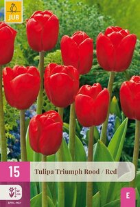 TRIUMPH TULIPA