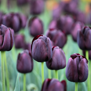 Tulp triumph zwart 12 bollen - afbeelding 2