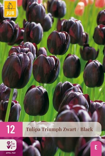 Tulp triumph zwart 12 bollen - afbeelding 1
