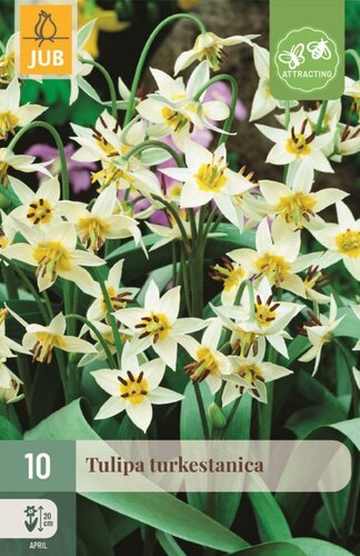 Tulp turkestanica 10 bollen - afbeelding 1