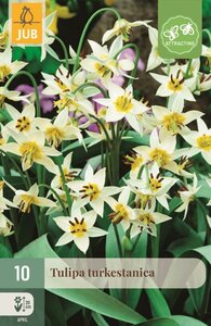 Tulp turkestanica 10 bollen