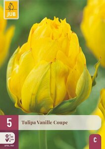 Tulp vanille coupe 5 bollen
