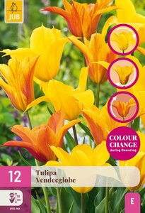 VENDEEGLOBE TULIPA