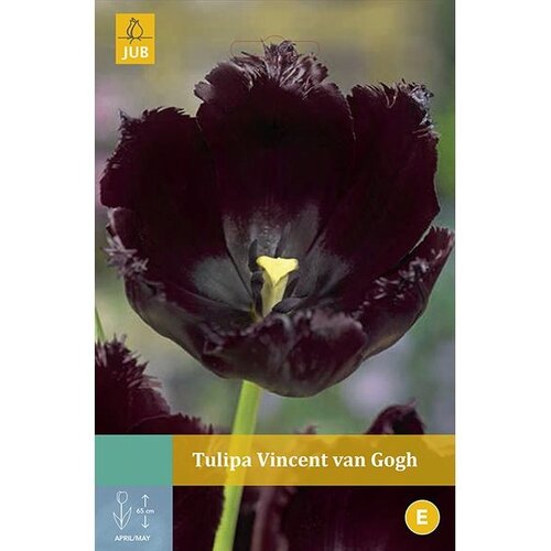 Tulp Vincent van Gogh 5 bollen