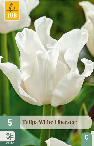 Tulp white liberstar 5 tulpenbollen - afbeelding 1