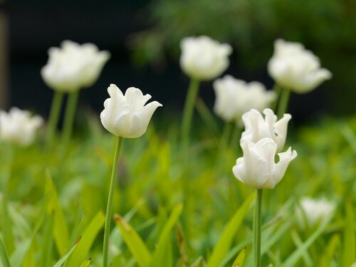 Tulp white liberstar 5 tulpenbollen - afbeelding 2