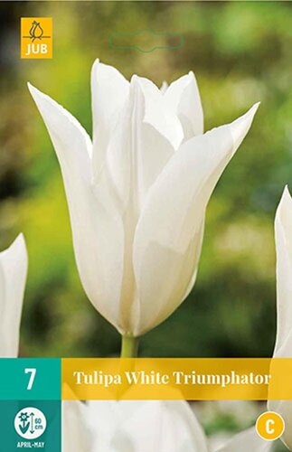 Tulp white triumphator 7 bollen - afbeelding 1