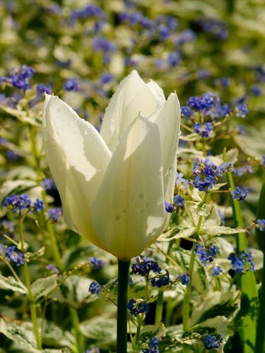 Tulp white triumphator 7 bollen - afbeelding 2