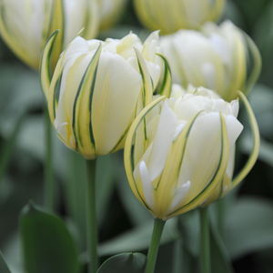 Tulp white valley 7 bollen - afbeelding 2