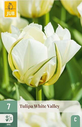 Tulp white valley 7 bollen - afbeelding 1