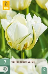 Tulp white valley 7 bollen - afbeelding 1