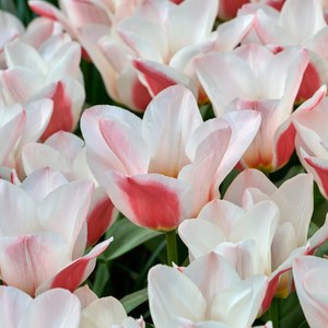 Tulp Willem van den akker 7 bollen - afbeelding 2