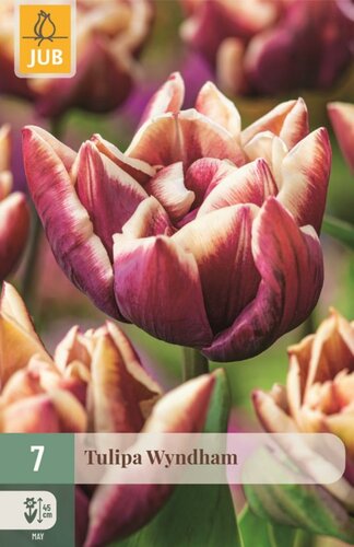 WYNDHAM TULIPA