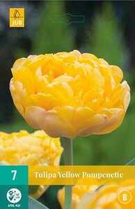 Tulp Yellow Pompenette 7 bollen