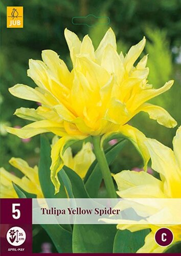 Tulp Yellow spider 5 bollen - afbeelding 1