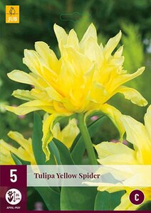 Tulp Yellow spider 5 bollen - afbeelding 2