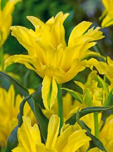 Tulp Yellow spider 5 bollen - afbeelding 2