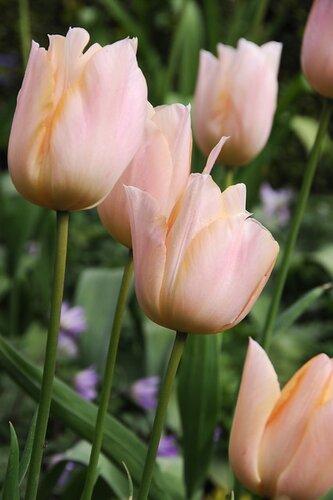 Tulpen Apricot Beauty 12 bollen - afbeelding 3